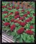 Seminte profesionale Celosia cristata - Creasta cocosului - imagine 48929